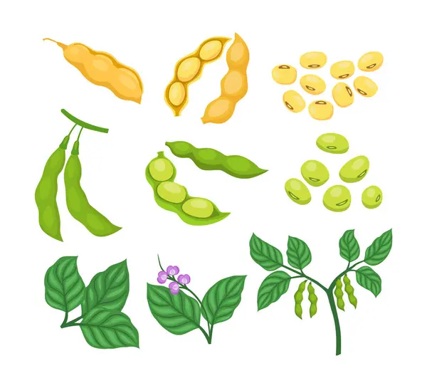 Soya tohumlu çiğ soya fasulyesi koleksiyonu seti, çiçek ve dallarla büyüyen soya fasulyesi, tarım protein gıdası, olgunlaşmış baklagiller. Vejetaryen protein besin maddesi..