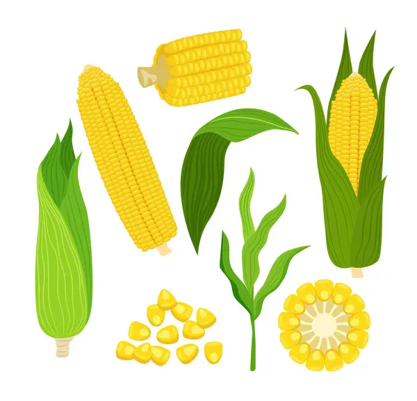 Dikenli mısır toplama seti dilimlenmiş mısır koçanı ve tahıl. Çiftlik pazarı ürünü, tarım elementleri. Altın mısır, doğal sebze demeti, düz vektör illüstrasyonu..