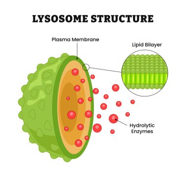 Lysosome yapı anatomisi, etiketli plazma zar, lipid bilayer, hidrolitik enzimler, hayvan hücrelerinde organel, hücrenin sindirim sistemi, diyagram biyoloji eğitimi.