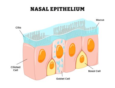 Silia, mukus, silize hücre, bardak hücre, bazal hücre ile etiketlenmiş burun epitelyum yapısı anatomisi. İnsan dokusu burun boşluğu, burun hastalıklarına bağışıklık tepkisi, diyagram biyoloji eğitimi..