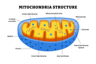 Mitokondria yapı anatomisi, Cristo kavşağı, membran, DNA, ribozom, granül, intermembran uzayı, atp synthase, porin, matris, hücrenin enerji santrali, diyagram biyoloji eğitimi ile etiketlenmiştir..