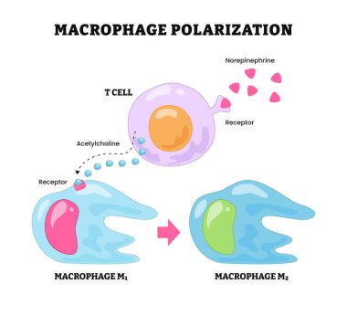 Makrofaj kutuplaşma süreci, T hücresi etiketli, makrofaj m2, m1, interlökin, interferon, lps kronik iltihap. Metabolik yeniden programlama. Pro-inflamatuar, anti-inflamatuar tepki.