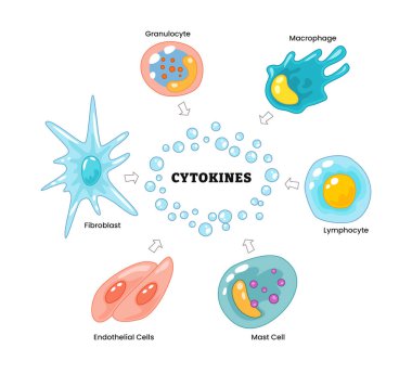Sitokinler, fibroblast, granüloit, makrofaj, lenfosit, endoliyal hücreler, mast hücresi ile etiketlenmiş. Sinyal proteini, bağışıklık sistemi ve kan hücresi fonksiyonları. Sağlık Biyolojisi Eğitimi