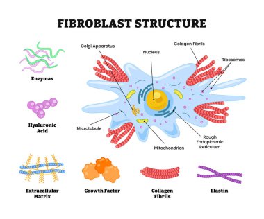 Fibroblast yapı anatomisi poster tasarımı, etiketli enzimler, hyaluronik asit, hücre dışı matris, büyüme faktörü, kolajen fibrilleri, elastin, mikrotübül, golgi aparatı, çekirdek, mitokondron
