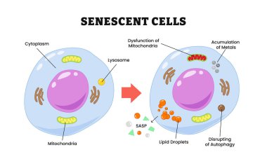 Senescent hücre süreci, etiketli sitoplazma, mitokondri, lizozom mitokondri bozukluğu, mitokondri bozukluğu, metallerin birikmesi, SASP, lipid damlacıklar, otopsiyi bozma. Biyoloji eğitimi.