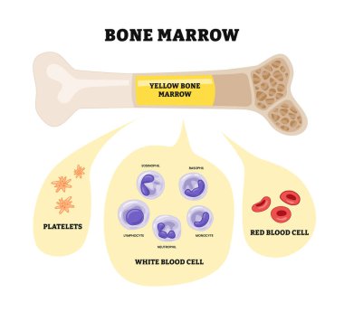 Kemik iliği, kırmızı kan hücrelerinin, eritrositlerin, beyaz kan hücrelerinin ve trombositlerin kaynağı. Kan hücreleri kemik iliğinde gelişir. Hematopoezi, biyoloji eğitimi.