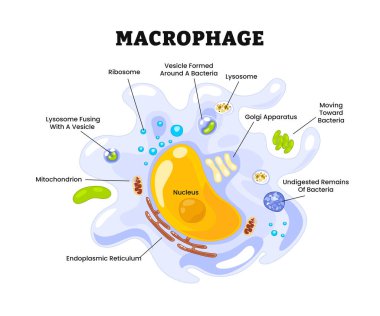 Makrofaj yapı anatomisi diyagramı, tıbbi poster, bağışıklık sistemi, beyaz kan hücresi, etiketli ribozom, mitokondron, çekirdek, endoplazmik retikulum, lizozom, sindirilmemiş bakteri, vesicle.