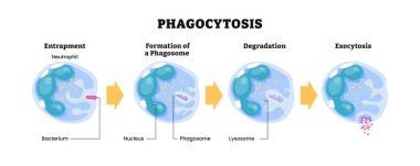 Fagositoz ilerleme diyagramı, makrofaj emme bakterisi. Bağışıklık tepkisinin mekanizma aşamaları, etiketli tuzak (endocytosis), phagosome formasyonu, bozulma, exocytosis, lysosome.