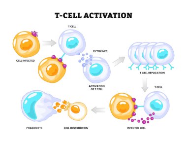 T-hücresi aktivasyon süreci şeması poster sağlık sistemi, lökositlerin aktifleştirilmesi, T-hücresi enfeksiyon kapmış hücrede konsensör antijeni ile karşılaşır, bağışıklık tepkisi, etiketli fagosit, t-hücre kopyalaması, enfekte olmuş.