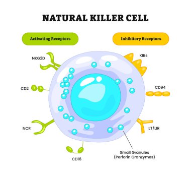 Doğal öldürücü hücre yapısı anatomisi diyagramı, tıbbi poster, NK hücre reseptörleri. Büyük granüler lenfositlerin anatomisi ve yapısı, insan bağışıklık sistemi, etiketli granül, etkinleştirici, inhibitör.