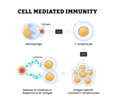 Hücre aracılığı ile bağışıklık şeması, bağışıklık sistemi. Fagositlerin etkinleştirilmesi, etiketli makrofaj, patojen, t-lenfosit, antijene cevap olarak sitoksin salınımı. Biyoloji eğitimi,