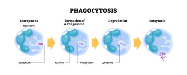 Fagositoz progres diyagramı, makrofaj emme bakterisi. Bağışıklık tepkisinin mekanizma aşamaları, etiketli tuzak (endocytosis), phagosome formasyonu, bozulma, exocytosis, lysosome.