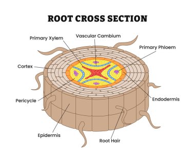 Çapraz kesit görüşlü iç kök yapısı diyagramı, etiketli korteks, ksilem, vasküler, cambium, phloem, endodermis, perisiklet, epidermi, kök kılı, saç. Vektör illüstrasyonu