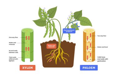 Xylem ve phloem şeması, etiketli su, besin ve mineral taşıma şeması, biyolojik yer değiştirme süreci, canlı doku ve vasküler bitkiler. Fotosentez ürünleri.
