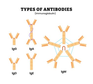 Farklı antikor türleri. Antikorlar veya immünoglobülin, plazma hücreleri veya beyaz kan hücresi tarafından üretilen glikoprotein molekülleri, IgG, IgM, IgA, IgD ve IgE olarak etiketlenmiştir. Bağışıklık sistemi. Biyoloji eğitimi.