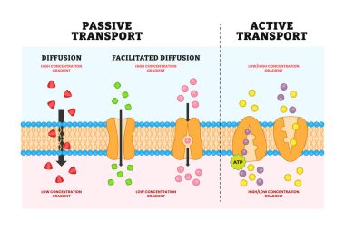 Pasif nakil şeması posteri, Etiketli hücre şeması karşılaştırması. Yayılma ve çeşitli konsantrasyon gradyanı ve ATP açıklamasını kolaylaştırdı. Moleküler madde hareketi