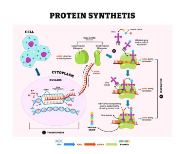 Protein Sentezi Diyagram Süreci, etiketli transkripsiyon, çeviri süreci, döngü açıklaması. Vücudun sitoplazmadan nasıl protein zinciri oluşturduğunu, rRna, sitoplazma, çekirdek, DNA, mRna.