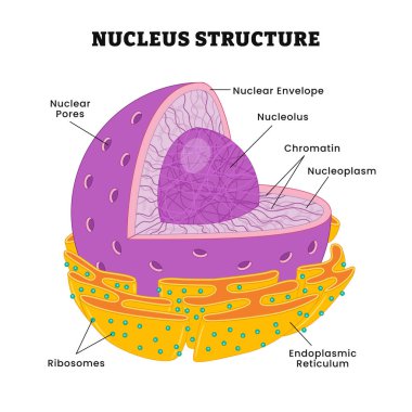 Çekirdek yapı anatomisi poster tasarımı, etiketli nükleer gözenek, nükleer zarf, nükleolus, kromatin, nükleoplazma, ribozom, endoplazmik retikulum. Hücrenin bazı kısımları: nükleer matris.