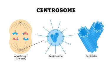 Anafaz 1 mayoz sırasında merkezosom, santriollere bölünme, merkezden kaynaklanan spindle lifleri kromatid ayrılmasına katılın.