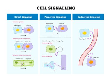 Biyolojik sinyal diyagramı, hücre sinyalleri, organizmalar, doğrudan etiketlenmiş, parakrin, hayvan ve bitki hücreli endokrin. Vektör illüstrasyonu.