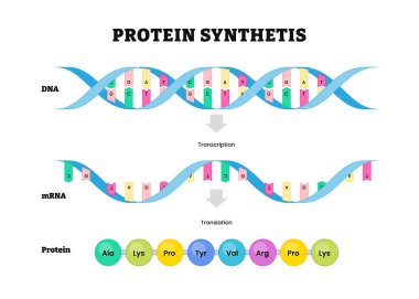 Transkripsiyon ve çeviri şeması, protein sentezi, transkripsiyon sırasında DNA 'nın bir bölümü mRNA' ya dönüşür, protein amino asitlerin ribozom dizisi.