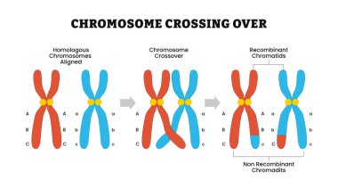 Kromozom ve homolog bölme işlemi şeması üzerinden geçiyoruz. Genetik rekombinasyon, gen üretimi ve rekombinant çoğalma, mitoz bölünme döngüsü. Vektör illüstrasyonu.