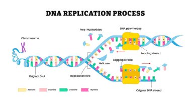 DNA kopyalama diyagramı. DNA polimeraz enzimi senzimi, etiketli kromozom, serbest nükleotidler, kurşun iplik, geciken iplik, sarmal, kopyalanma çatalı, Okazaki parçası..