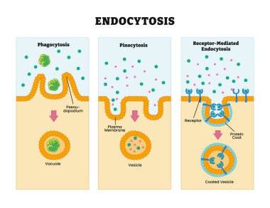 Yan görüşlü endoksitoz süreci diyagramı, etiketli Phagocytosis, pinositoz veya reseptör arabuluculuğu, intrelyal invagasyon, vacuole, kaplanmış vesicle, pseudopodia, plazma membranı.