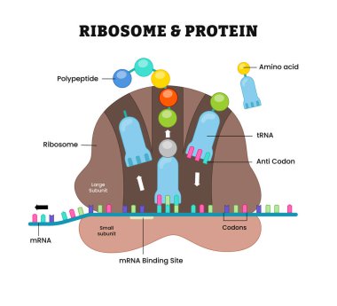 Ribozom ve protein yapısı anatomi şeması, etiketli protein zinciri ve amino asit, polipeptit, büyük alt birimler, küçük altbirimler, codonlar, anti kodon, mrna, trna.