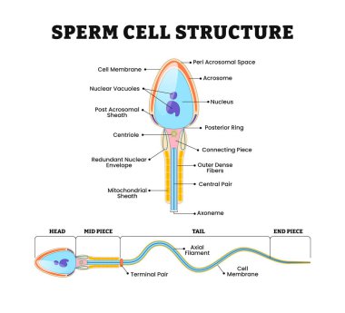 İnsan sperm hücre yapısı anatomi diyagramı posteri, tıbbi illüstrasyon vektörü. Etiketli Spermatozoon erkek hücre yapısı, detaylı kafa ve orta yapı, kuyruk, uç parça, akrosom, çekirdek.