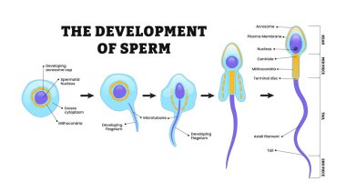 Sperm Geliştirme. Espermatozoid. İnsan sperm hücresinin diyagramı. Sperm hücresinin sperm yapısında sperm var. Erkek üreme sistemi.