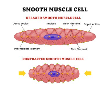 Pürüzsüz kas hücreleri yapısı anatomi diyagramı, gevşemiş veya büzülmüş durumlarla ve şekil farklılıklarıyla karşılaştırıldığında, etiketlenmiş boşluk kavşak, çekirdek, yoğun gövdeler, ince ve kalın lifler.