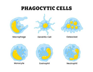 Farklı tipte fagositik hücreler veya fagositler, etiketli makrofaj, dendritik hücre, osteoclast, monosinophil, eosinophil, nötrofil. Beyaz kan hücreleri, bağışıklık sistemi ve tepki. Tıbbi illüstrasyon.