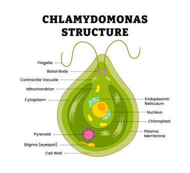 Chlamydomonas yapı anatomi şeması poster çizelgesi, tıbbi illüstrasyon vektörü. Bilim biyolojisi. Yeşil yosun tek hücreli kamçılama, bazal, kloroplast, pirenoid, çarpıtma, göz kapağı..