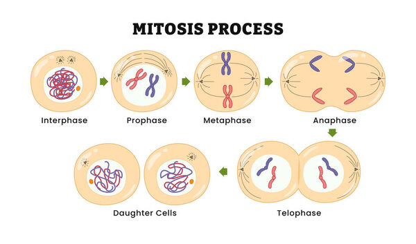 Mitosis process diagram, vector illustration. Prophase, Metaphase, Anaphase, and Telophase. Cell division, Chromosomes and cells. Daughter Cells, Process of cell division and multiplication.