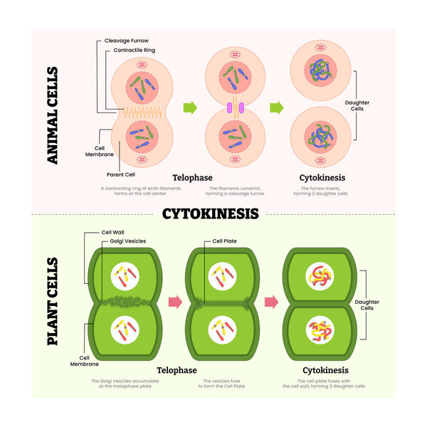 Cytokines in animal cell and plant cell diagram process, produce protein for immune system, labeled telophase, cytokinesis, cleavage furrow, parent and daughter cell division. Vector illustration