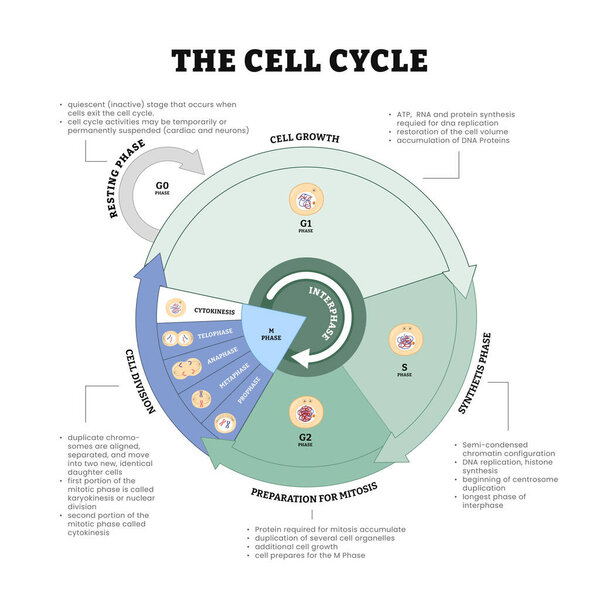 The cell cycle diagram process, growth, mitosis, synthesis and division stages, biological phases, DNA replication or splitting vector illustration. Anatomical development