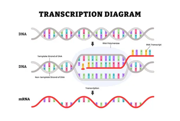 Transkripsiyon diyagramı işlemi. RNA 'nın DNA yönlü sentezi. Etiketli RNA Polimeraz, DNA Dizisi. Vektör illüstrasyonu.