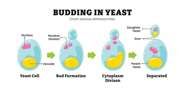 Maya tomurcuklanması, mikrobiyoloji diyagramı, aseksüel üreme, Saccharomyces. Etiketlenmiş çekirdek, çarpıtma, çekirdek bölünmesi sitoplazma bölünmesi, ayrı ebeveyn ve kız mayası ve yara izi..
