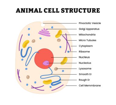Hayvan hücre yapısı anatomisi ya da üst görünüm. Hayvan hücreleri ökaryotik hücrelerdir, çeşitli hücre organelleridir. Etiketli golgi aparatı, mitokondri, mikrotüpçükler, sitoplazma, ribozom, çekirdek.