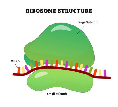 Ribozom yapısı anatomi diyagramı posteri, tıbbi illüstrasyon. Ribosome bir mRNA bağlanma sitesine ve tRNA bağlanma sitelerine sahiptir. Büyük alt birimler ve küçük alt birimler etiketlenmiş. Makromoleküler üretim birimi