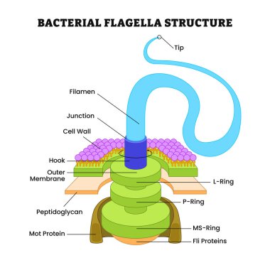 Bakteriyel kırbaç yapısı anatomi diyagramı posteri, tıbbi illüstrasyon vektörü. Etiketli uç, filament, kavşak, hücre duvarı, halka, kanca, zar, peptidoglikan, protein, pervane, sarmal lifler