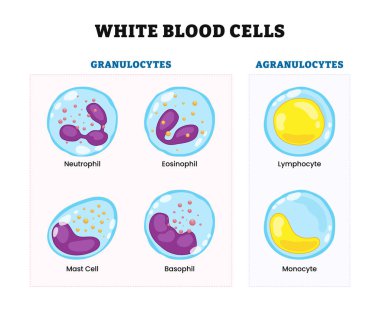 Akyuvar diyagramı posteri, biyolojik eğitim. Etiketlenmiş granüloitler (nötrofil, eosinophil, mast hücresi, basophil) ve agranülolit (lenfosit, monosit). Bağışıklık sistemi veya yanıt hücresi.