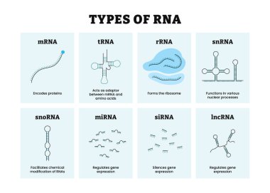 Farklı RNA türleri. RNA Hücrelerde veya Ribonükleik asitte üretilir. Kromozom gen hücresi. Genetik sentetik biyolojinin birleşimi. Etiketli mRNA, tRNA, rRNA, snRNA, snoRNA, miRNA, siRNA, lncRNA.