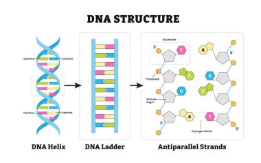 DNA yapısı anatomisi yapısı, detaylı diyagram poster tasarımı. Tıbbi illüstrasyon. Etiketli DNA Helix, DNA Merdiveni, antiparalel iplikler, guanin, sitozin, timin, adenin, pentoz, fosfat.