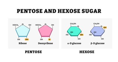 Pentoz ve hektozlu şeker molekülü zincir diyagramı formülü çizimi. Etiketli riboz, deoksiriboz, alfa-D glikoz, beta-D glikoz. Beş ve karbon atomları içeren molekül.