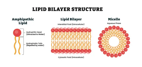 Lipid bilayer yapısı anatomi diyagramı posteri. Tıbbi illüstrasyon. Etiketli amfipatik lipid hidrofilik baş ve hidrofobik kuyruk, interstiksiyonel sıvı (hücre dışı), suda yaşayan Micelle aşaması içerir.