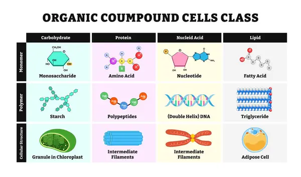 Organik bileşik hücre sınıfı masa diyagramı çizimi. Etiketli hücresel yapı, monomer, polimer, karbonhidrat, protein, nükleik asit, lipid. Biyoloji Eğitici poster tasarımı.