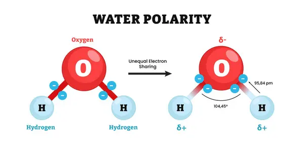 Su kutuplaşma yapısı. Hidrojen bağlanma kimyasalı, su molekülündeki H-bağı, Dipol-dipol çekim kuvveti, hidrojen atomu arasındaki etkileşim, kovalent bağ ve hidrojen bağı. Fizik.