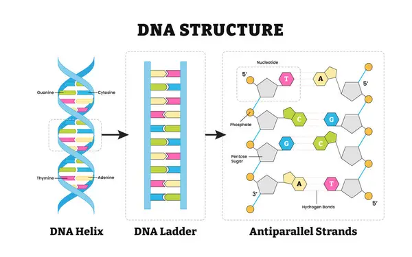 DNA yapısı anatomisi yapısı, detaylı diyagram poster tasarımı. Tıbbi illüstrasyon. Etiketli DNA Helix, DNA Merdiveni, antiparalel iplikler, guanin, sitozin, timin, adenin, pentoz, fosfat.